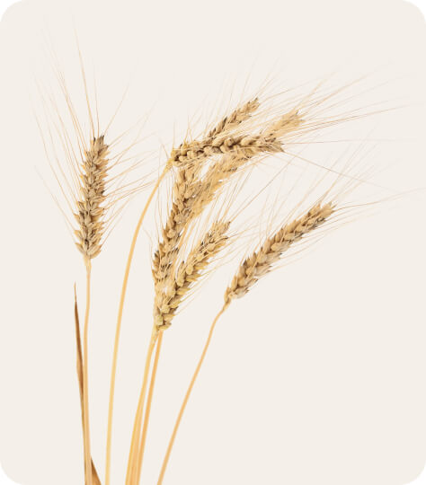 grano-duro