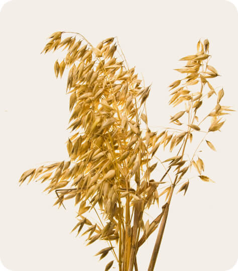 grano-saraceno