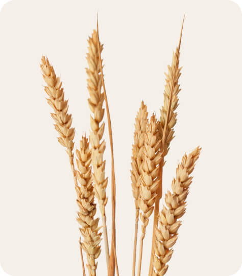 grano-tenero